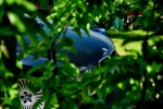 DSC_0701.jpg